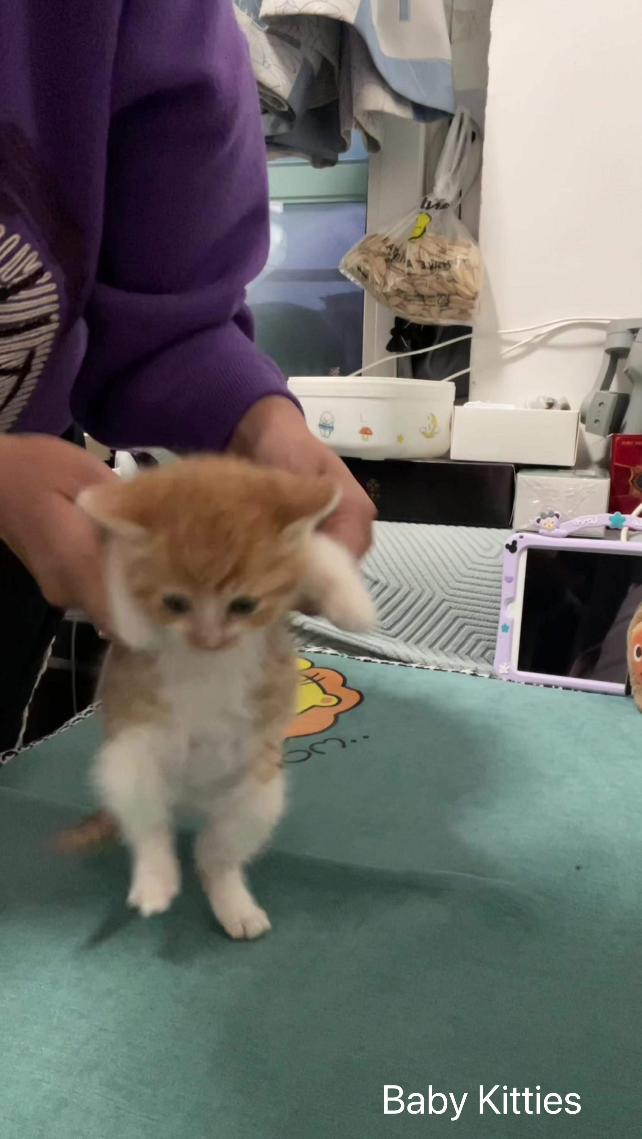 @Pawsfull.ASMR