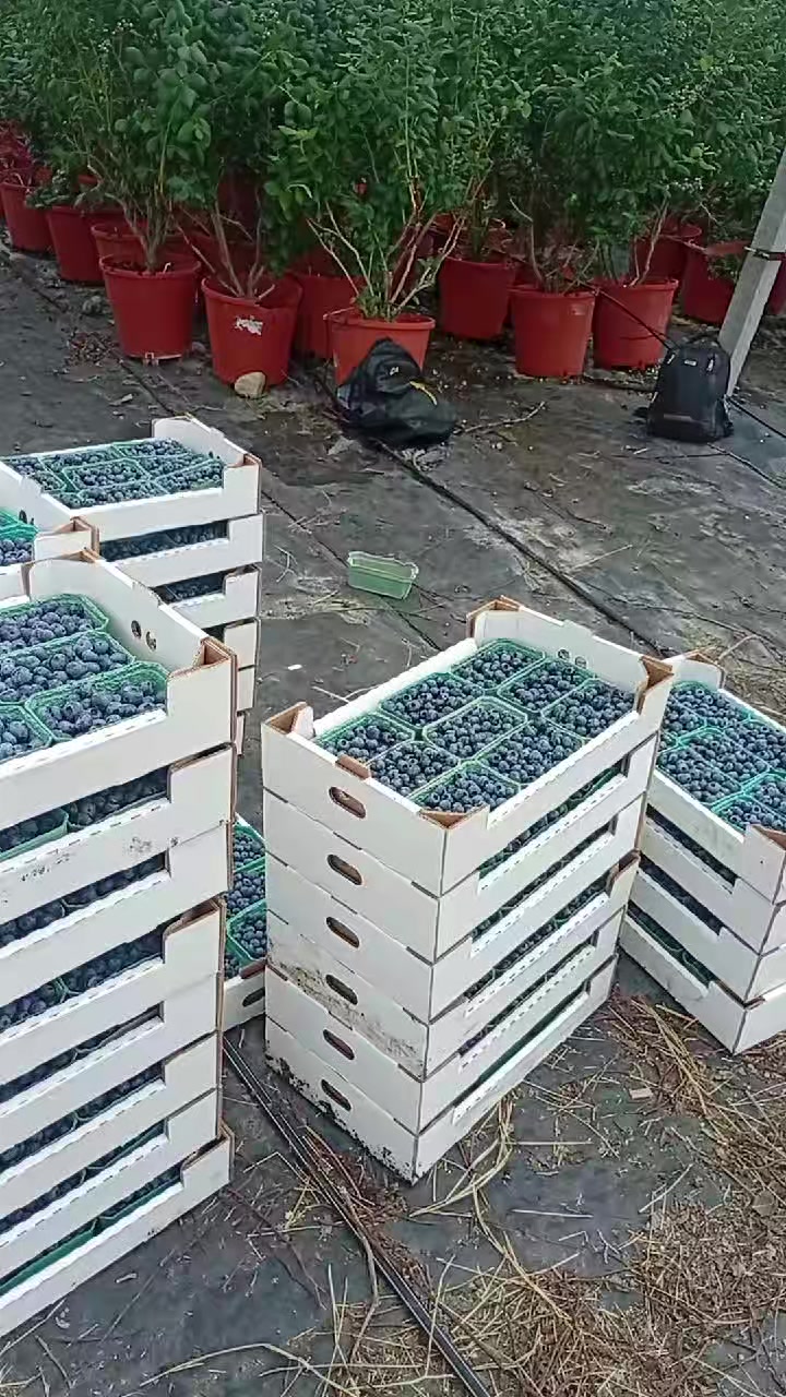 @gülum
