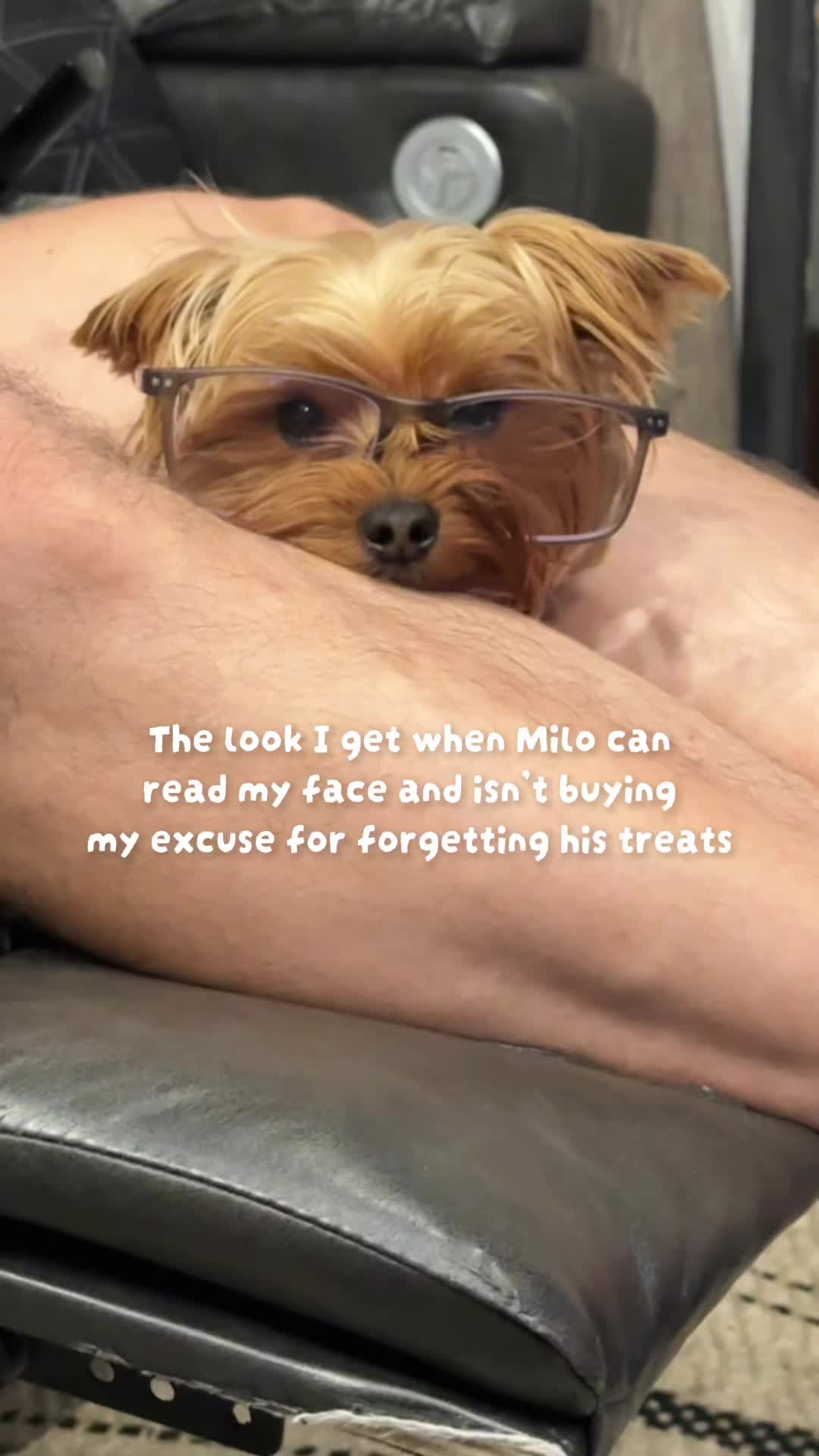 @newyorkiebymilo