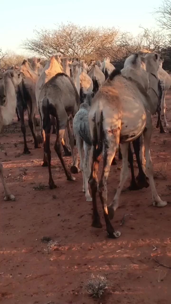 @col ujoog