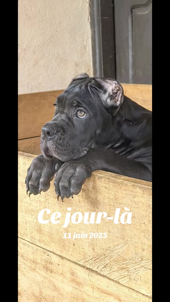 @FIRST CANE CORSO🐾🇨🇮🇨🇮🐾