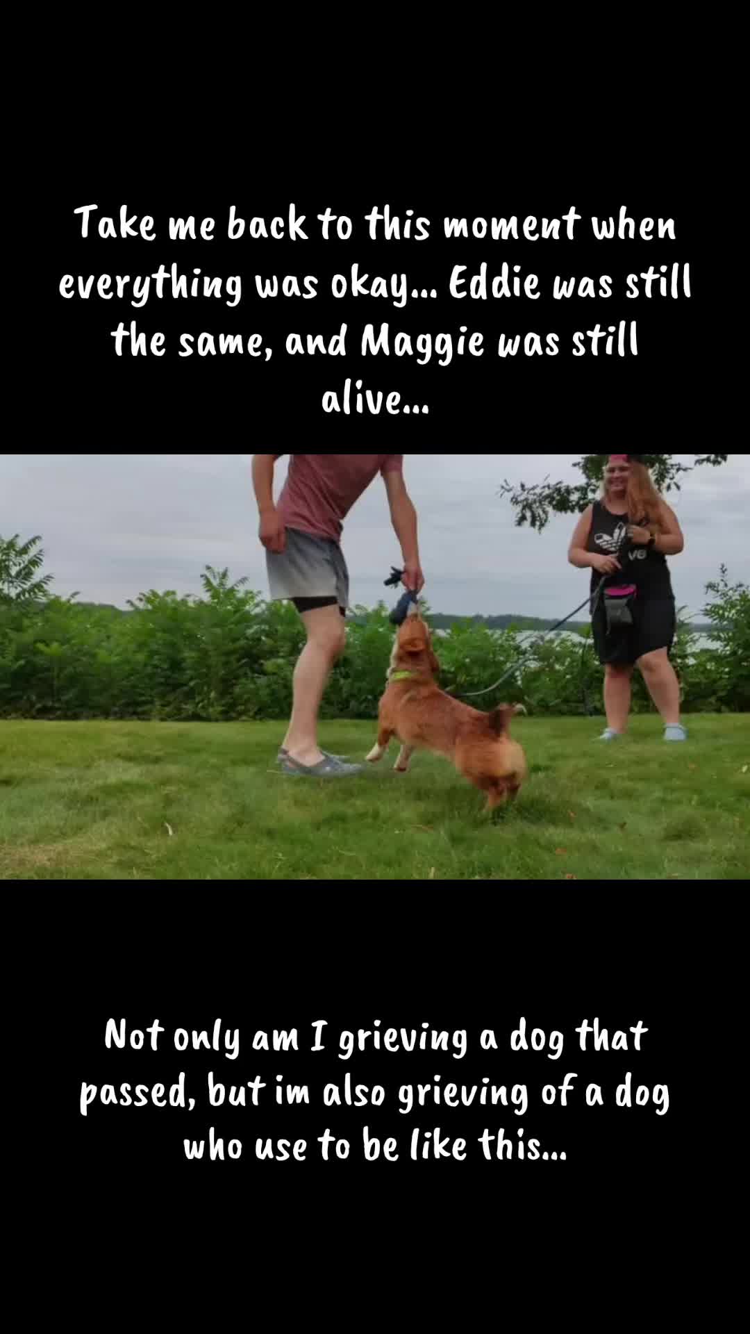 @Upsidedown&Above_corgis