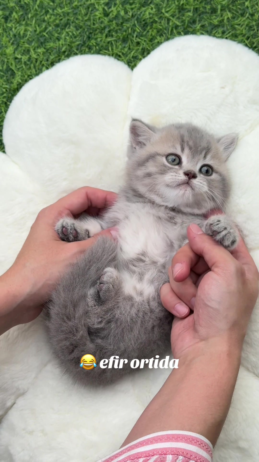 @kittens_uz
