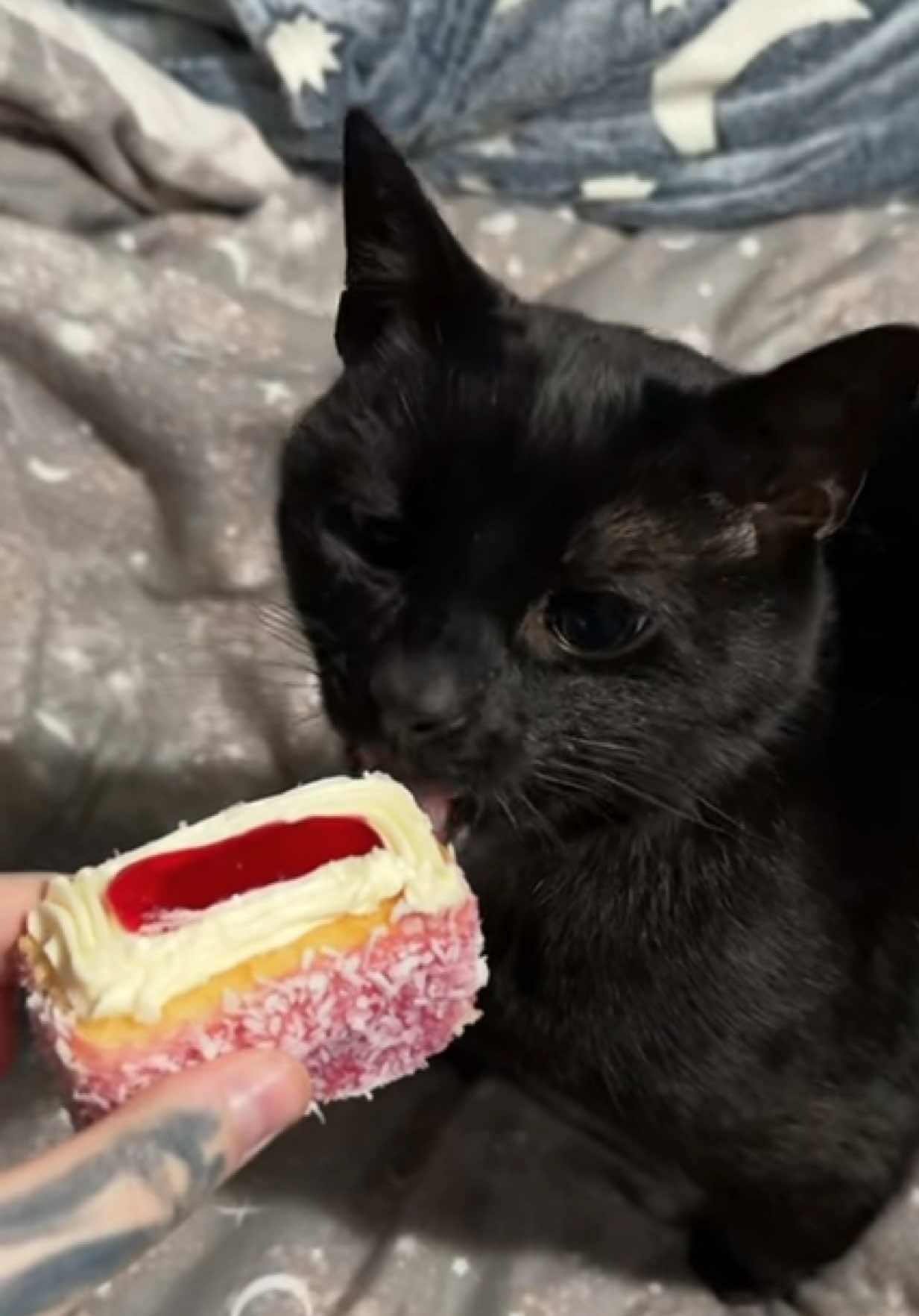 @Teefie_tribe 🐈⬛🐈⬛🐈🦷🦷