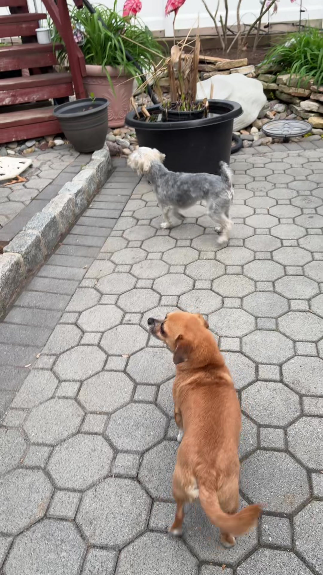 @ThePawfectDuo