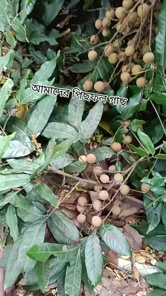 @Sk-susmita tatto&lejar parlar