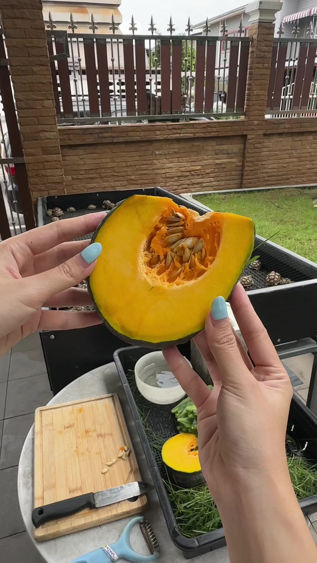 @เต่าชุบแป้งทอด