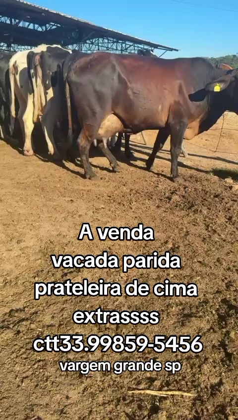 @marketing_do_gado