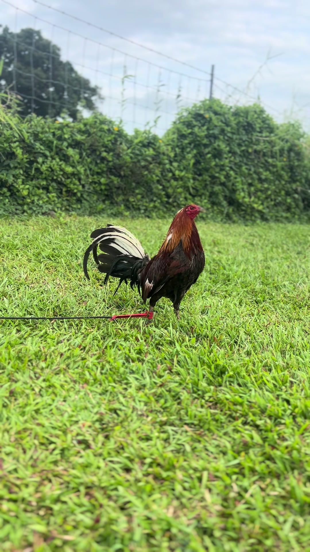 @ltowngamefowl