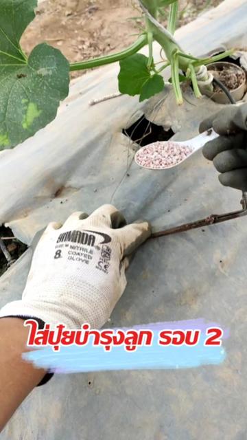 @Mote เมล่อนและไม้ด่าง