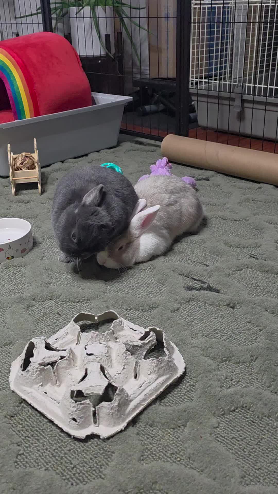 @RoxyBunny