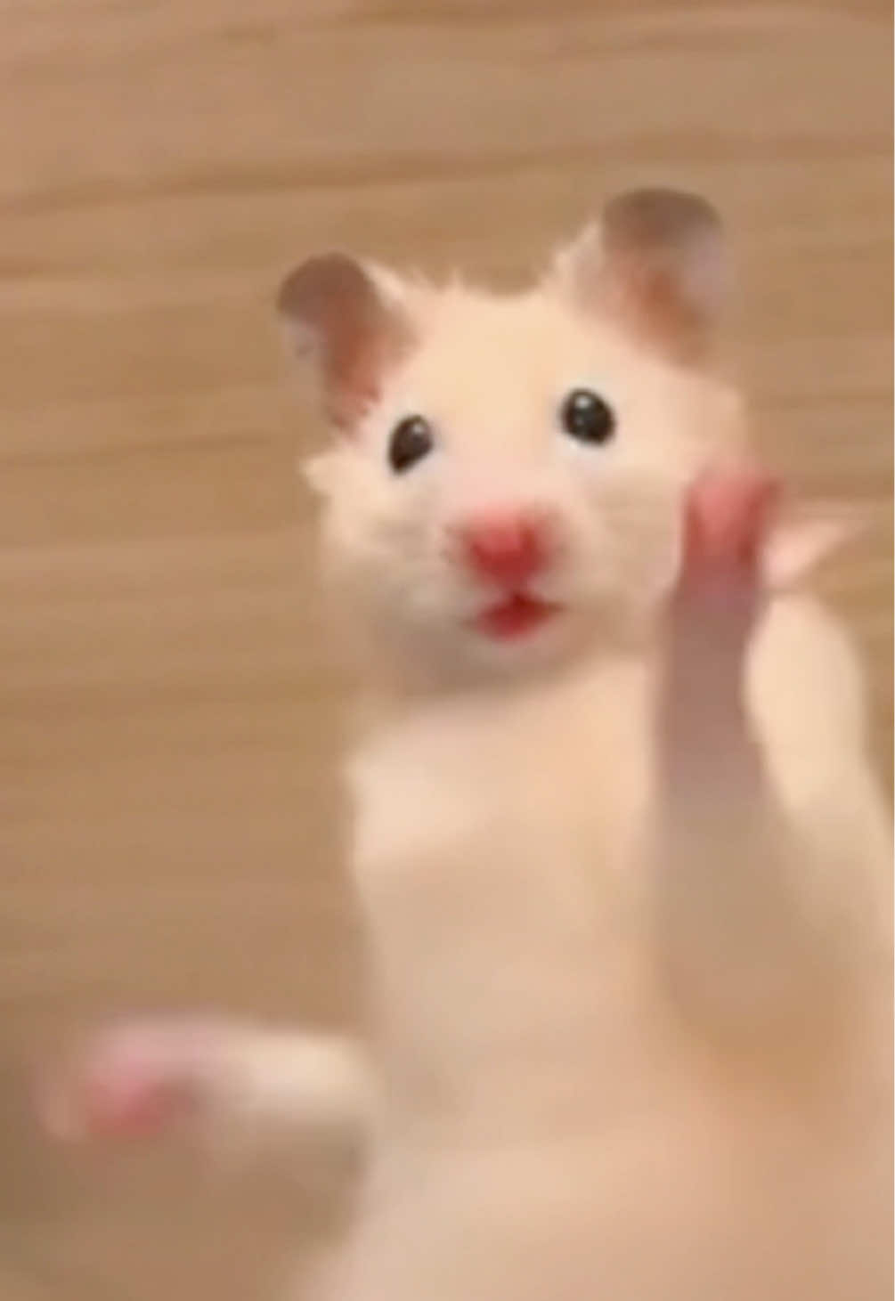 @FCham