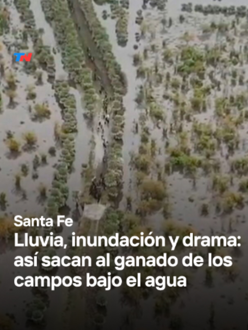 @TN - Todo Noticias