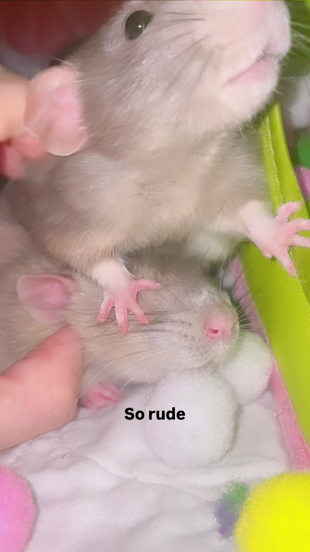 @RatsHaveFeelingsToo
