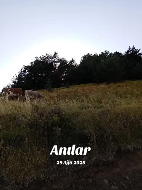 @mustafa emir arslan