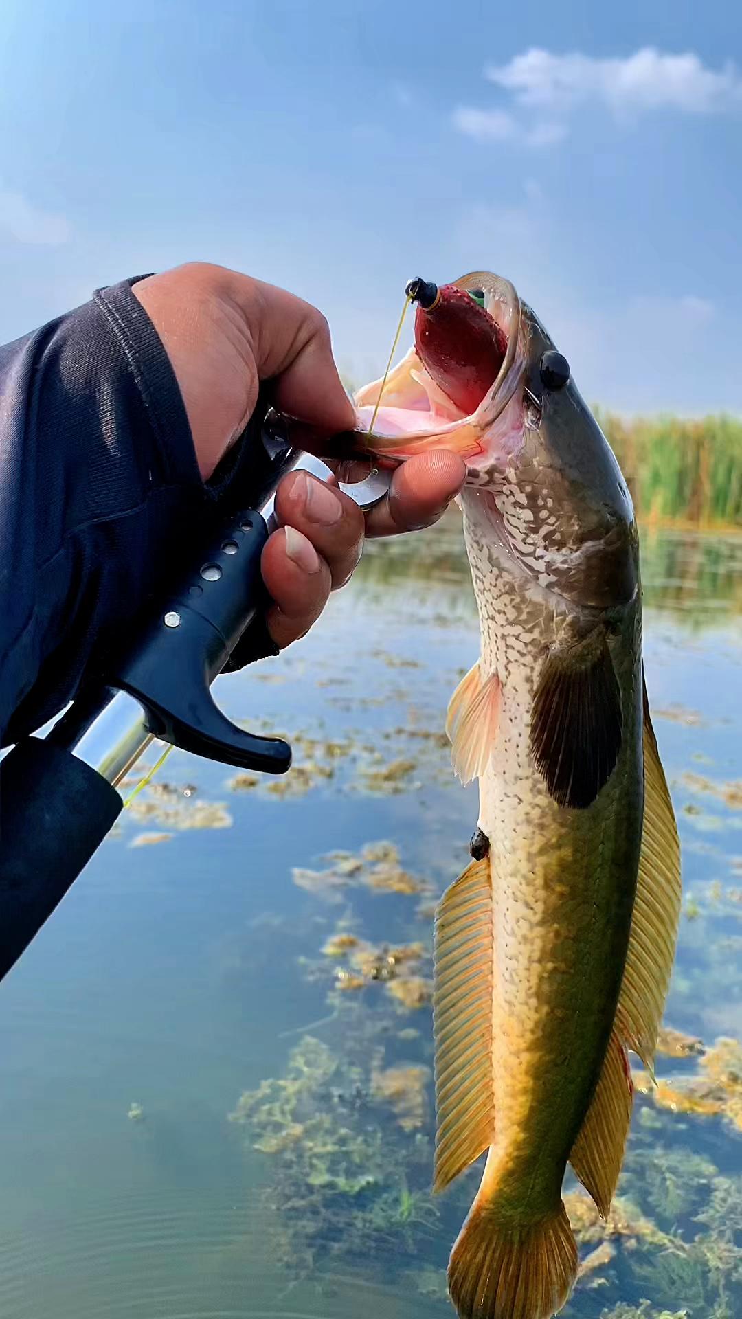 @MAFIA FISHING