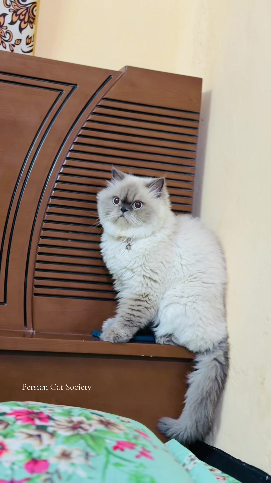@Persian Cat Society❤️&zwj;🩹