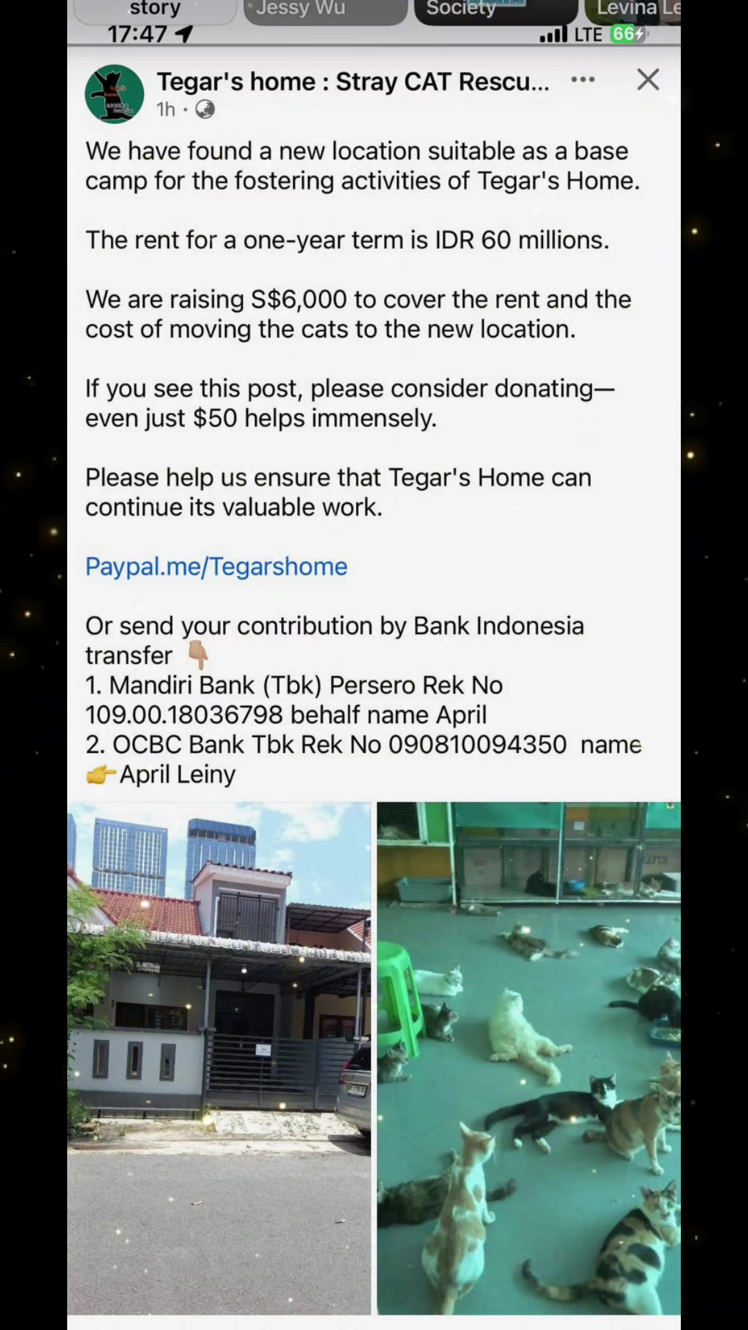 @Rescue Meows 🐈