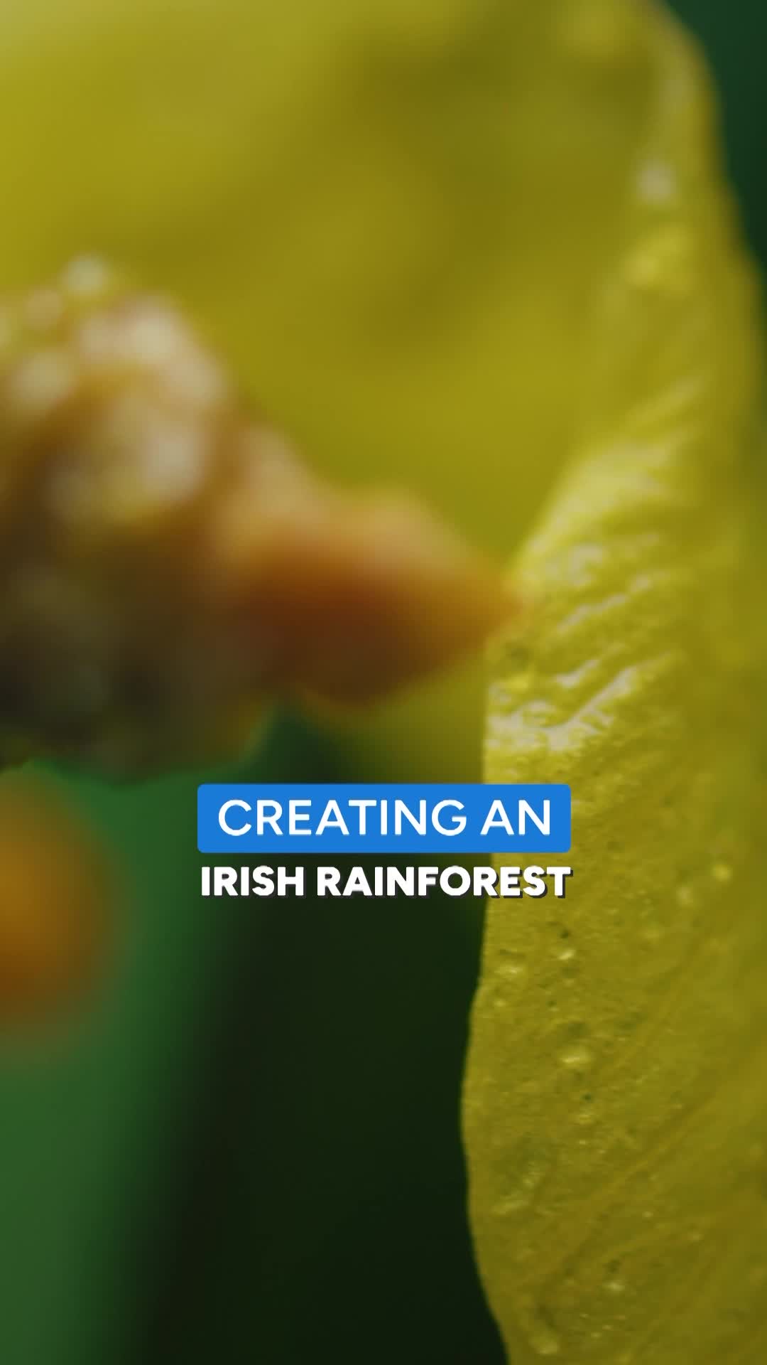 @RTÉ One