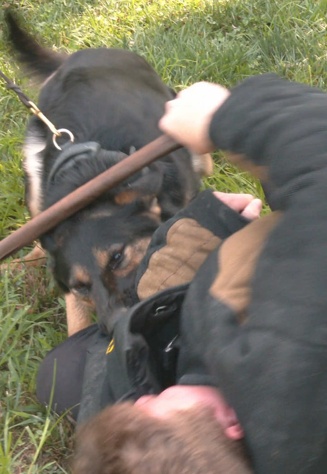 @Protection Dog Sales