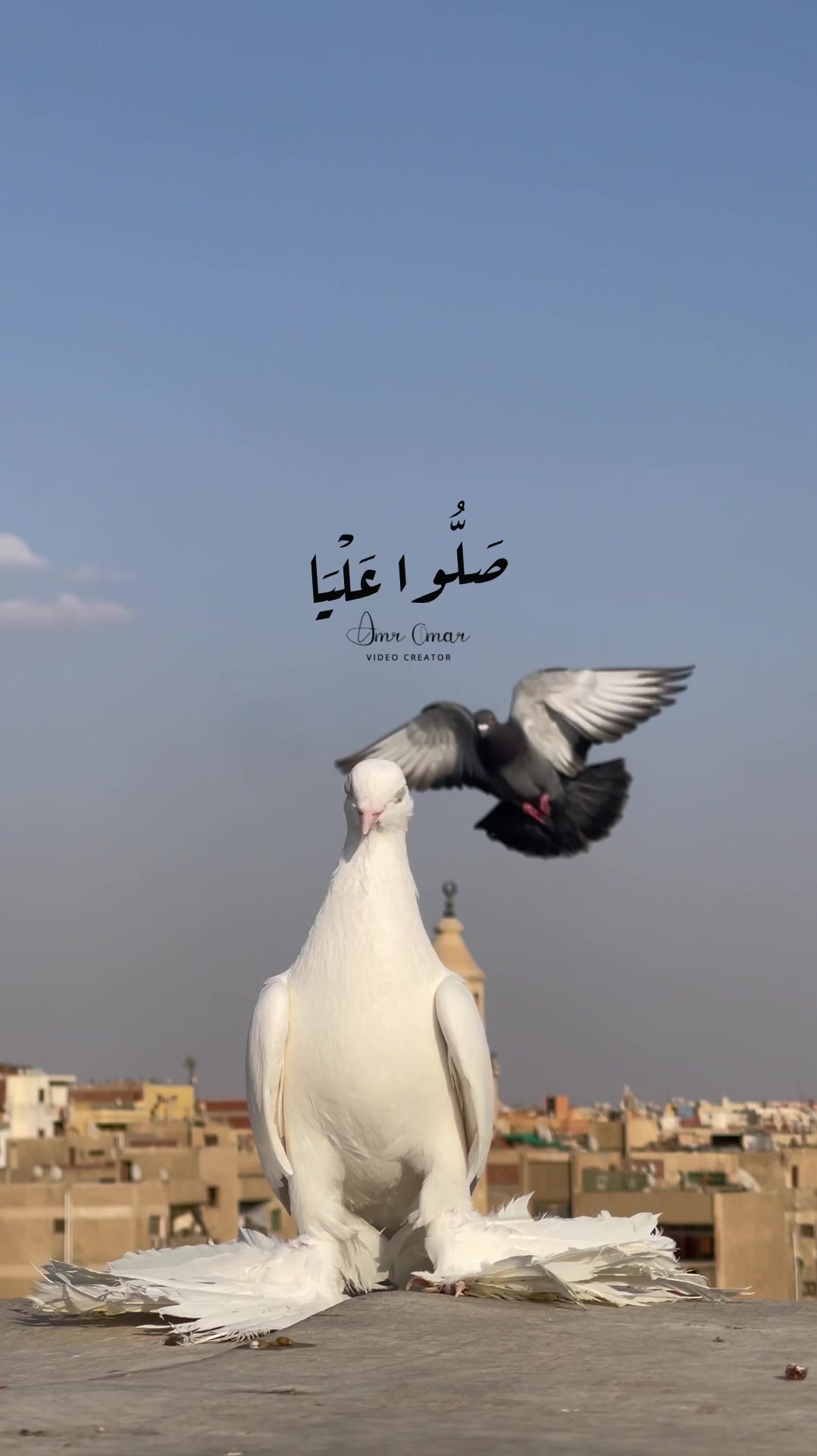 @﮼عمرو﮼عمر🕊️
