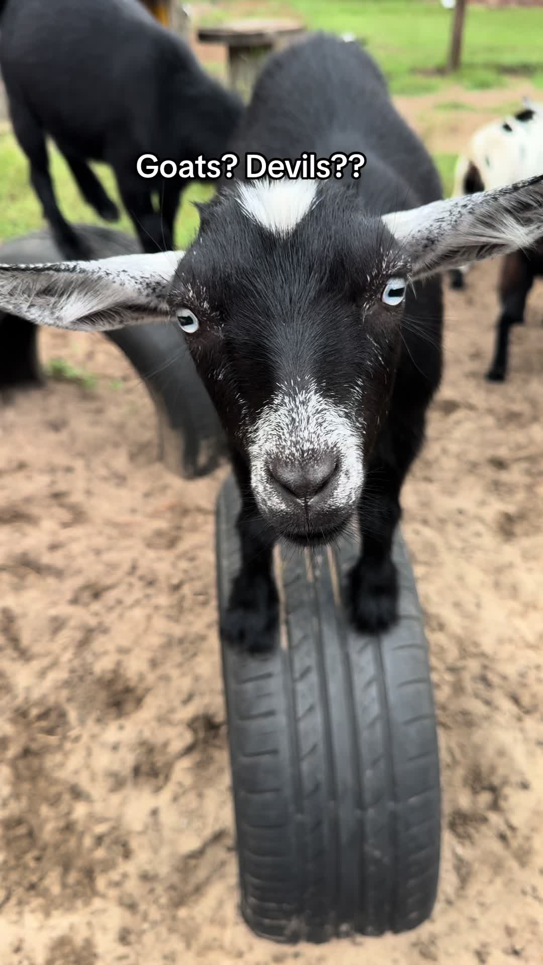 @Nature’s Spirit Farm & Forest