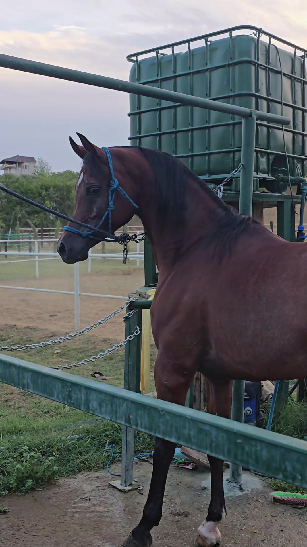 @Horse Training Center Albania
