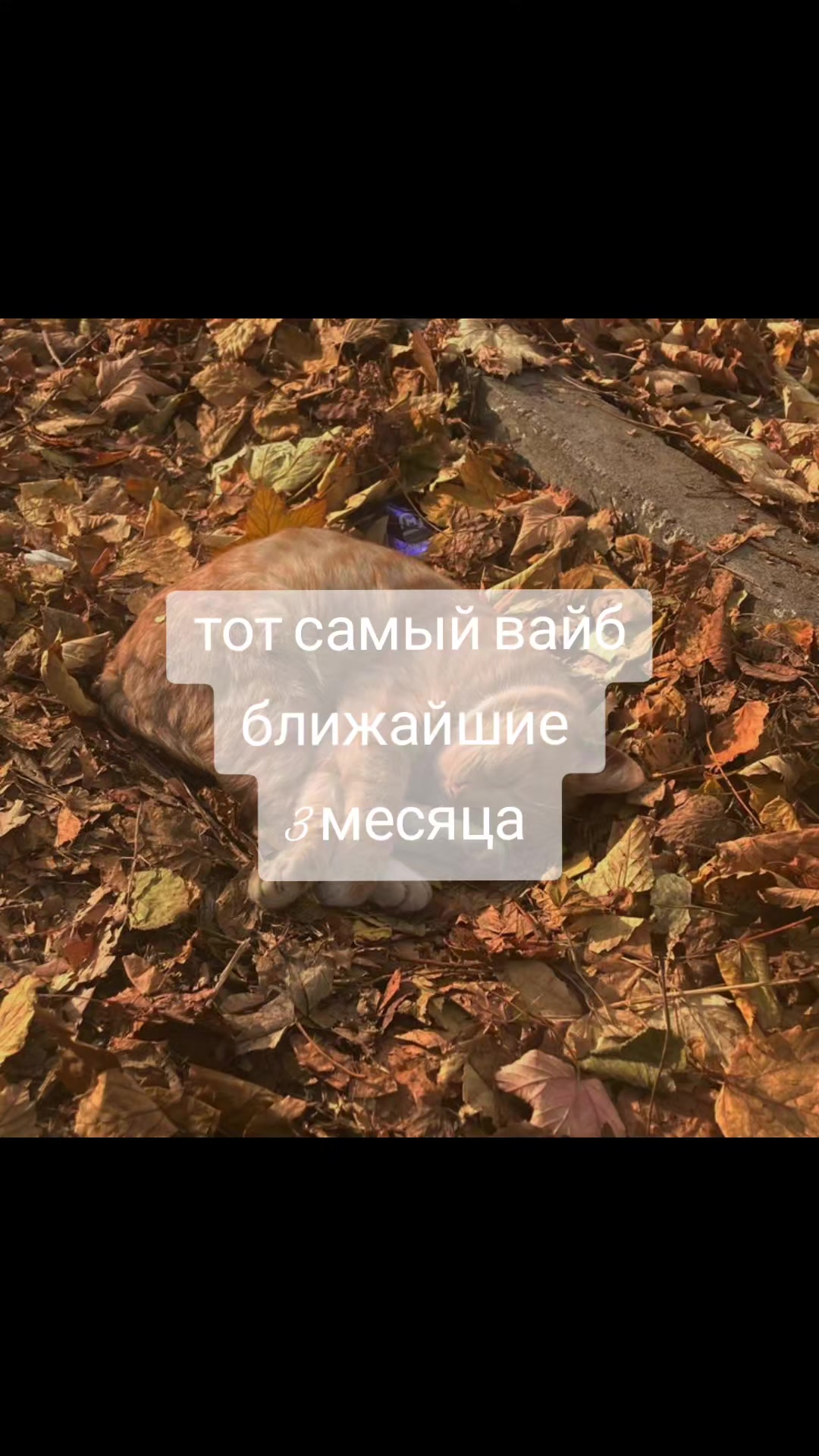 @🫧🧁𝒮𝒽𝒶𝒹𝑜𝓌🦢🪽