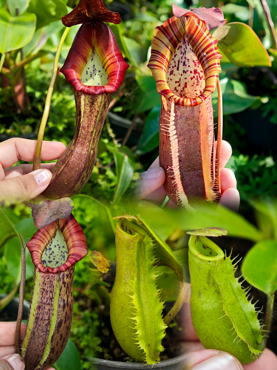 @GSp.Rayong Nepenthes