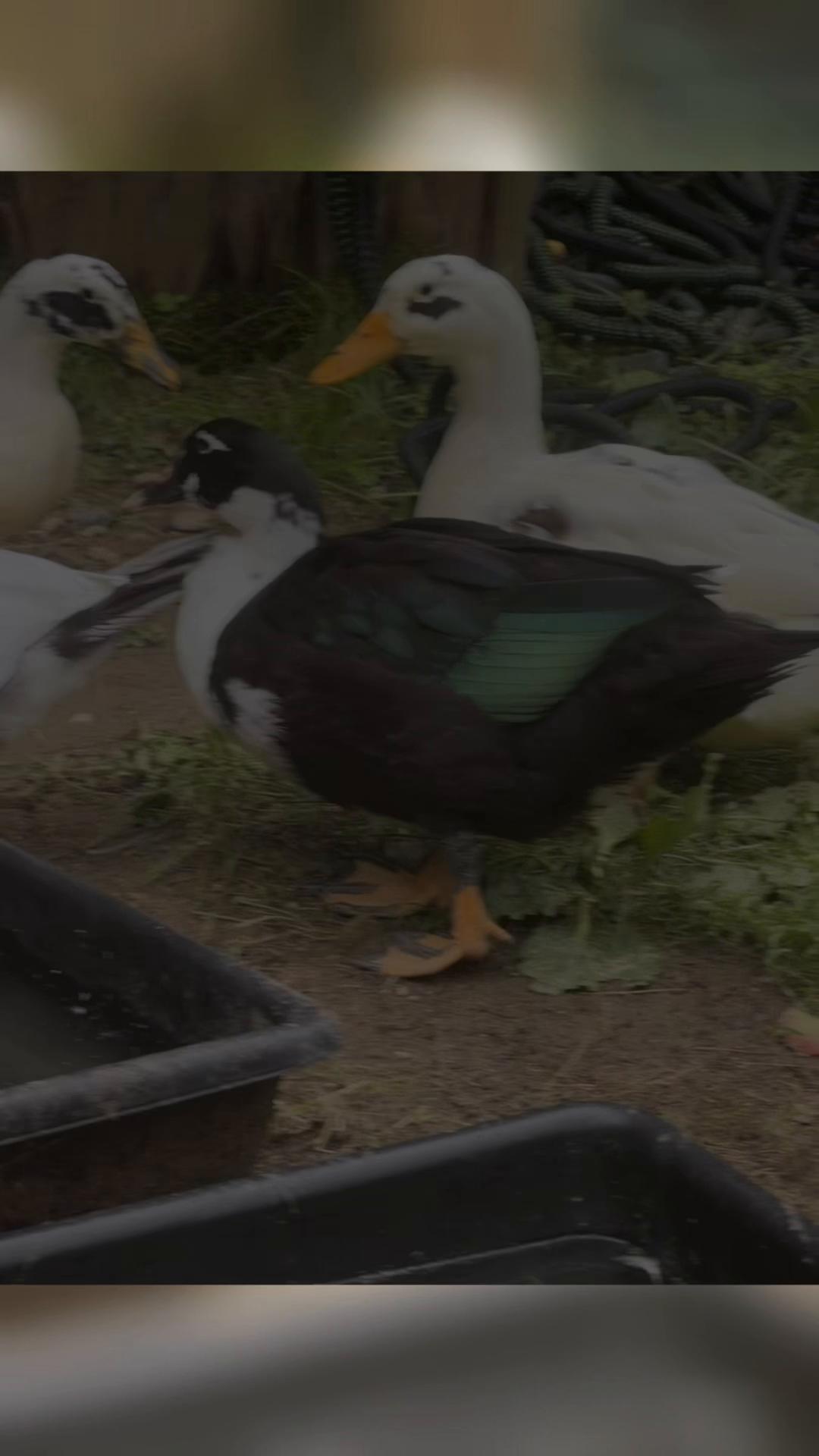 @Cluck and Waddle Farm Rescue