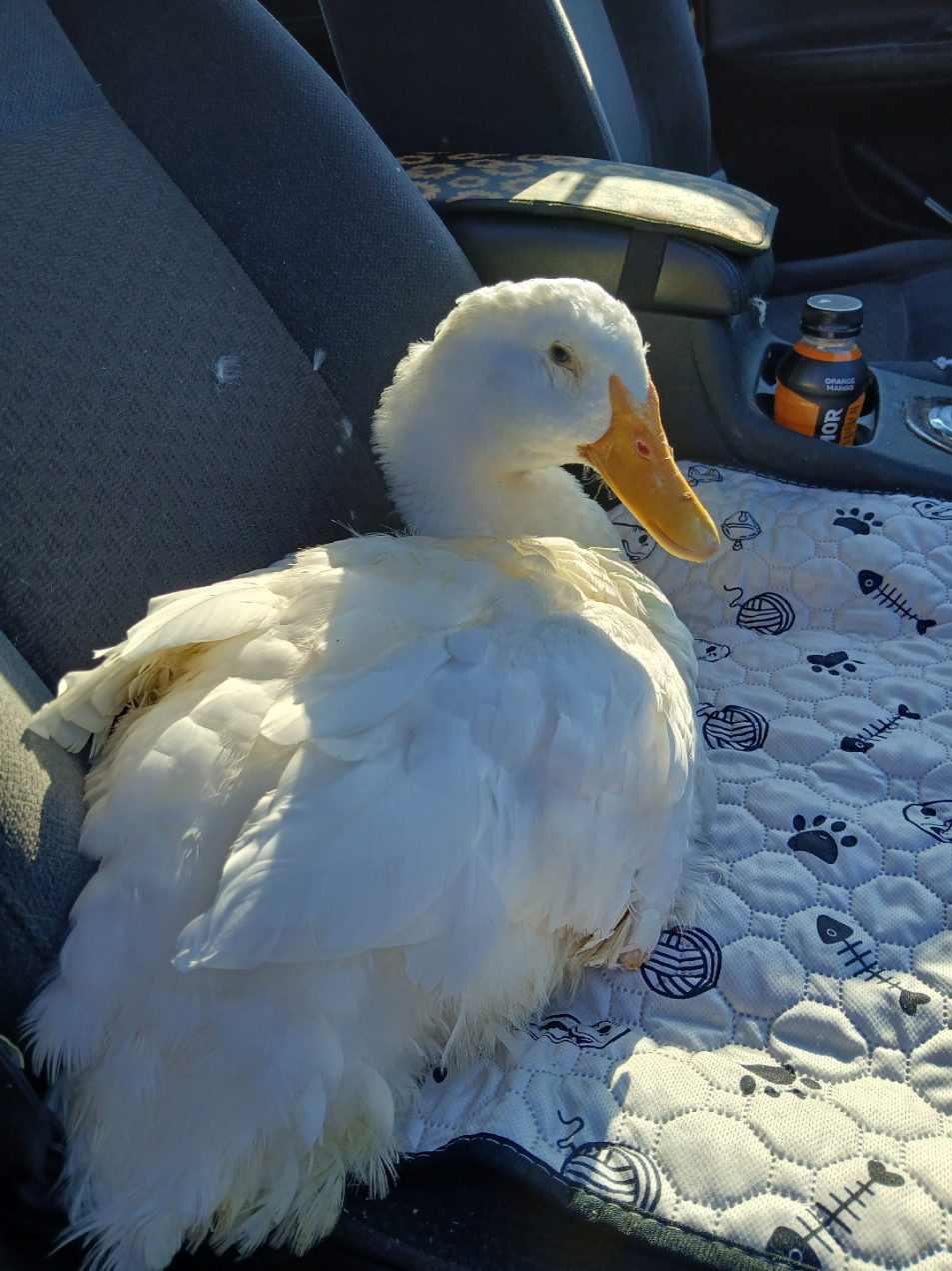 @aducknamedgoose