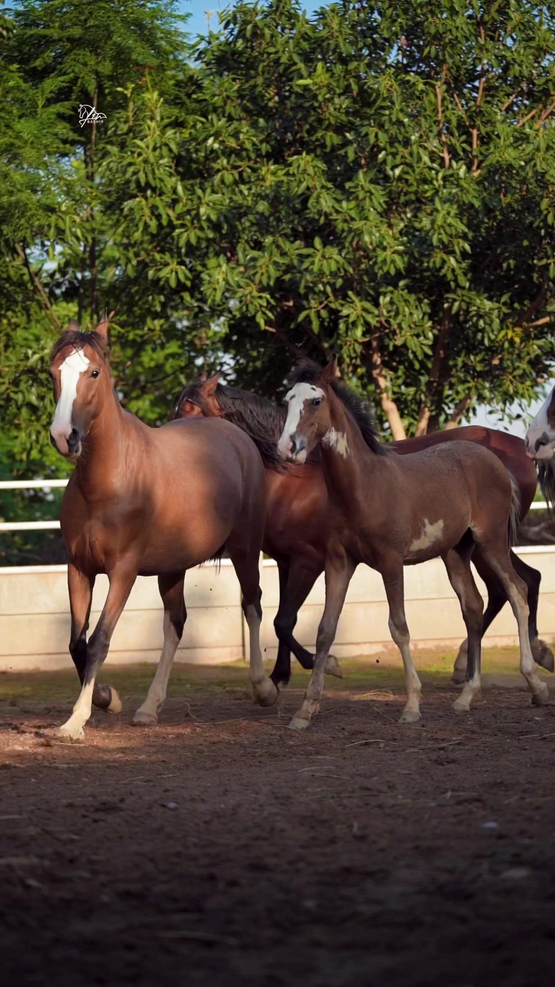 @SUNRISE STUD FARMS RAWALPINDI