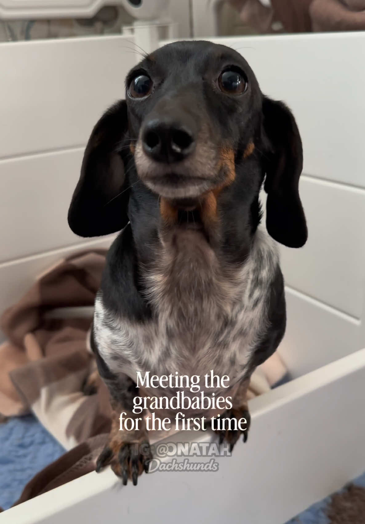@ONATAH Dachshunds