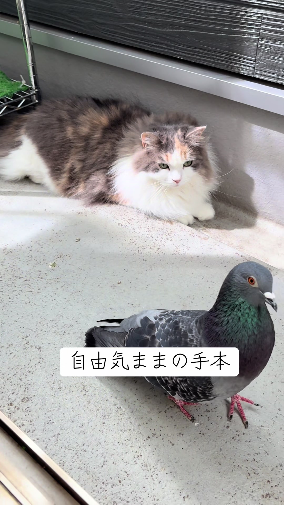 @neko.neko.hato