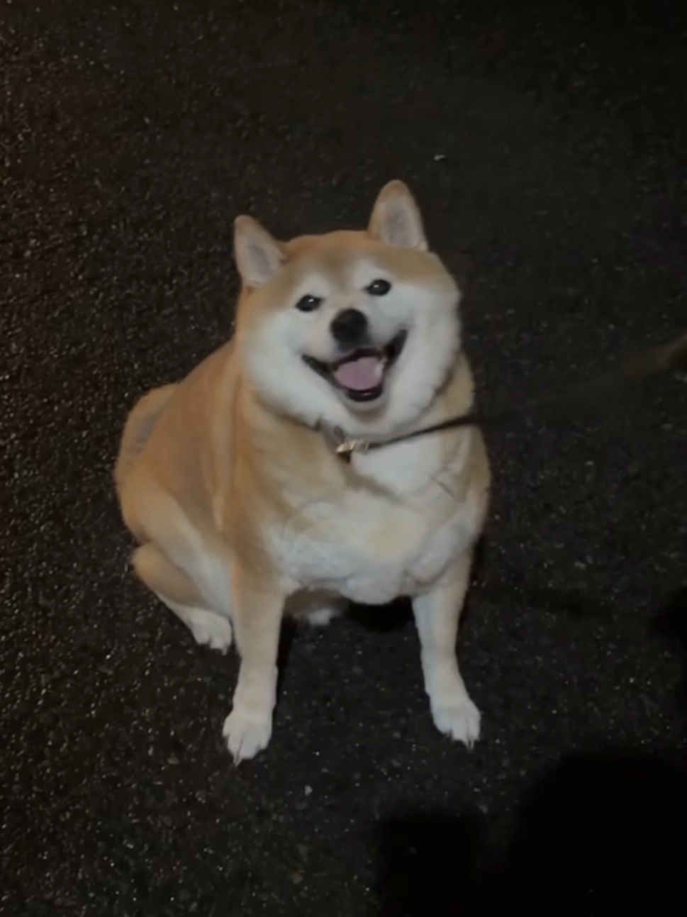 @柴犬とんこつ
