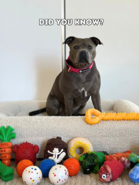 @Happy Staffy Co