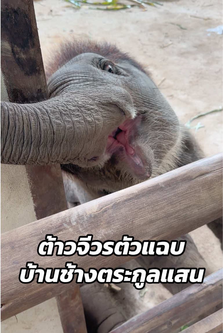 @หญิง ธิติกานต์ Tree Gold BA