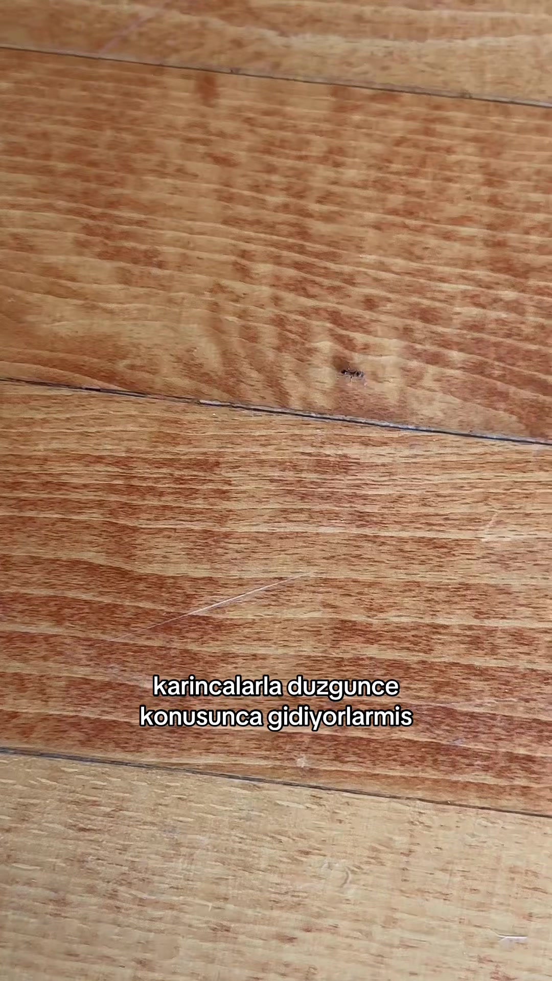 @Serra Kopuz