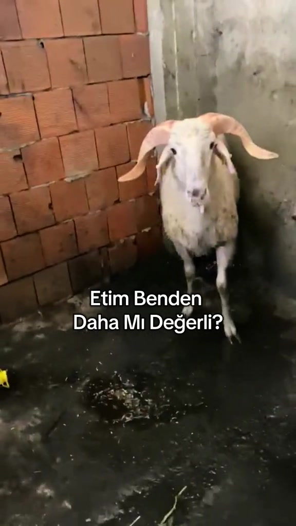 @izmirdekesifci