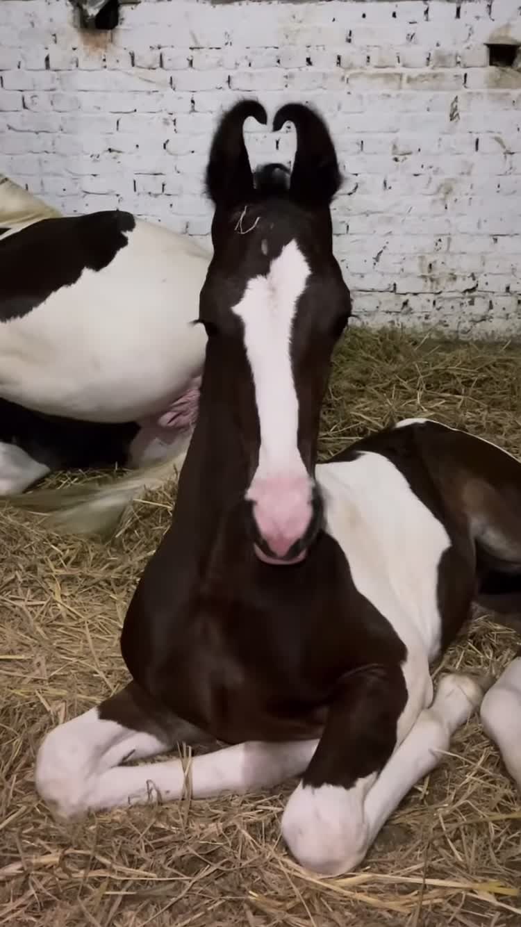 @شوق۔ پنجاب دا🐴🐴
