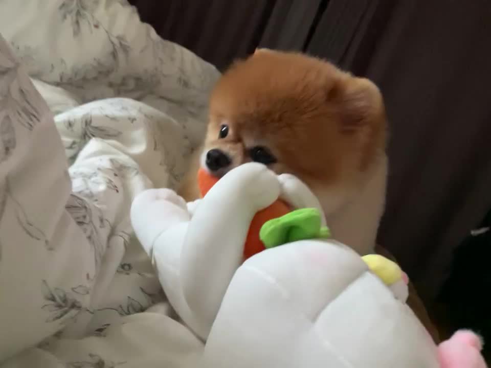 @쑥부쟁이