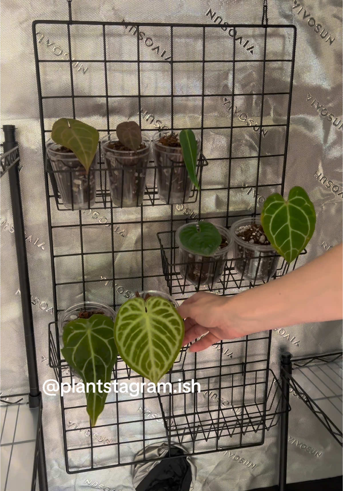 @Plantstagram.ish