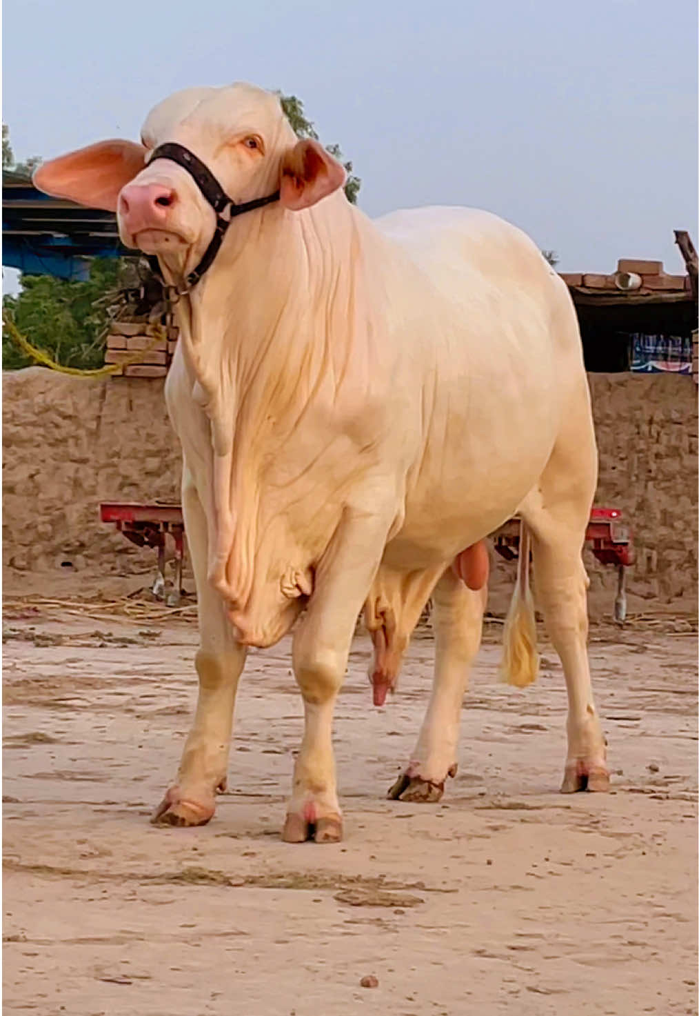 @Ustad Jee Cattle Farm