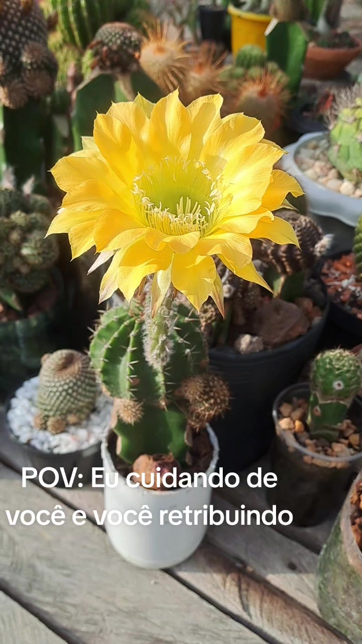 @Val Brito🌻✍️