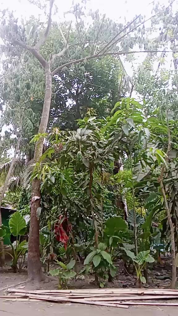 @❣️❣️❣️মন হারা পাখি ❣️❣️❣️