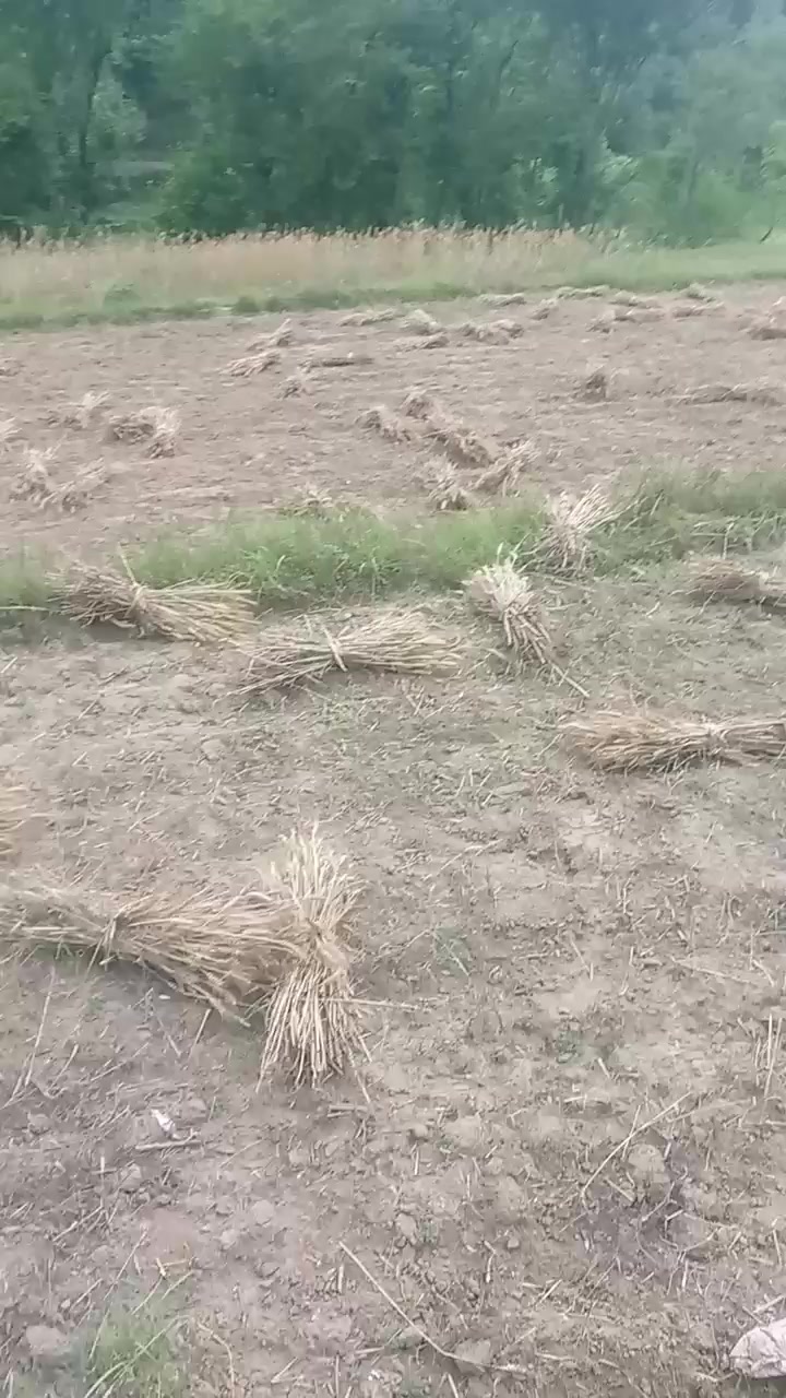 @mughlan di kuri