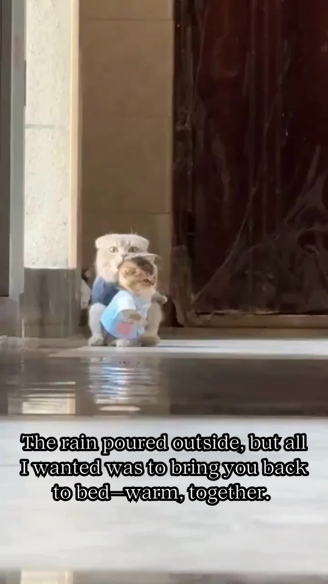 @BabaBear