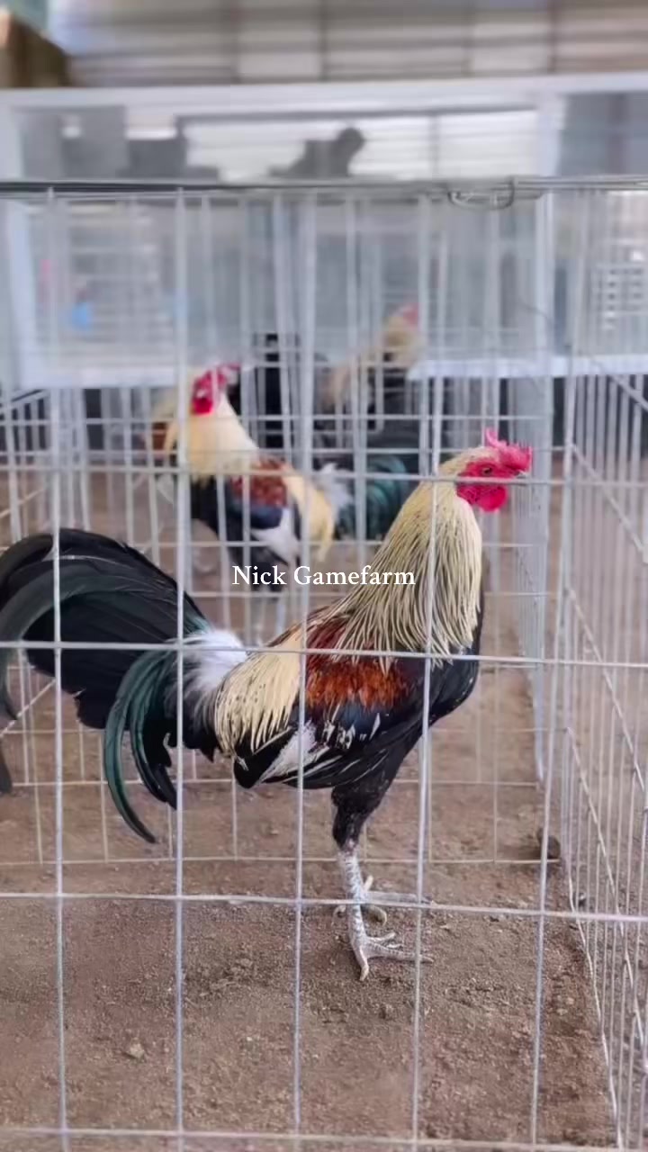 @NICK GAMEFARM