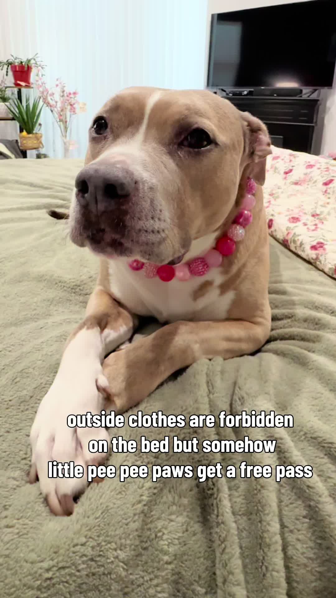 @Indie.pittie