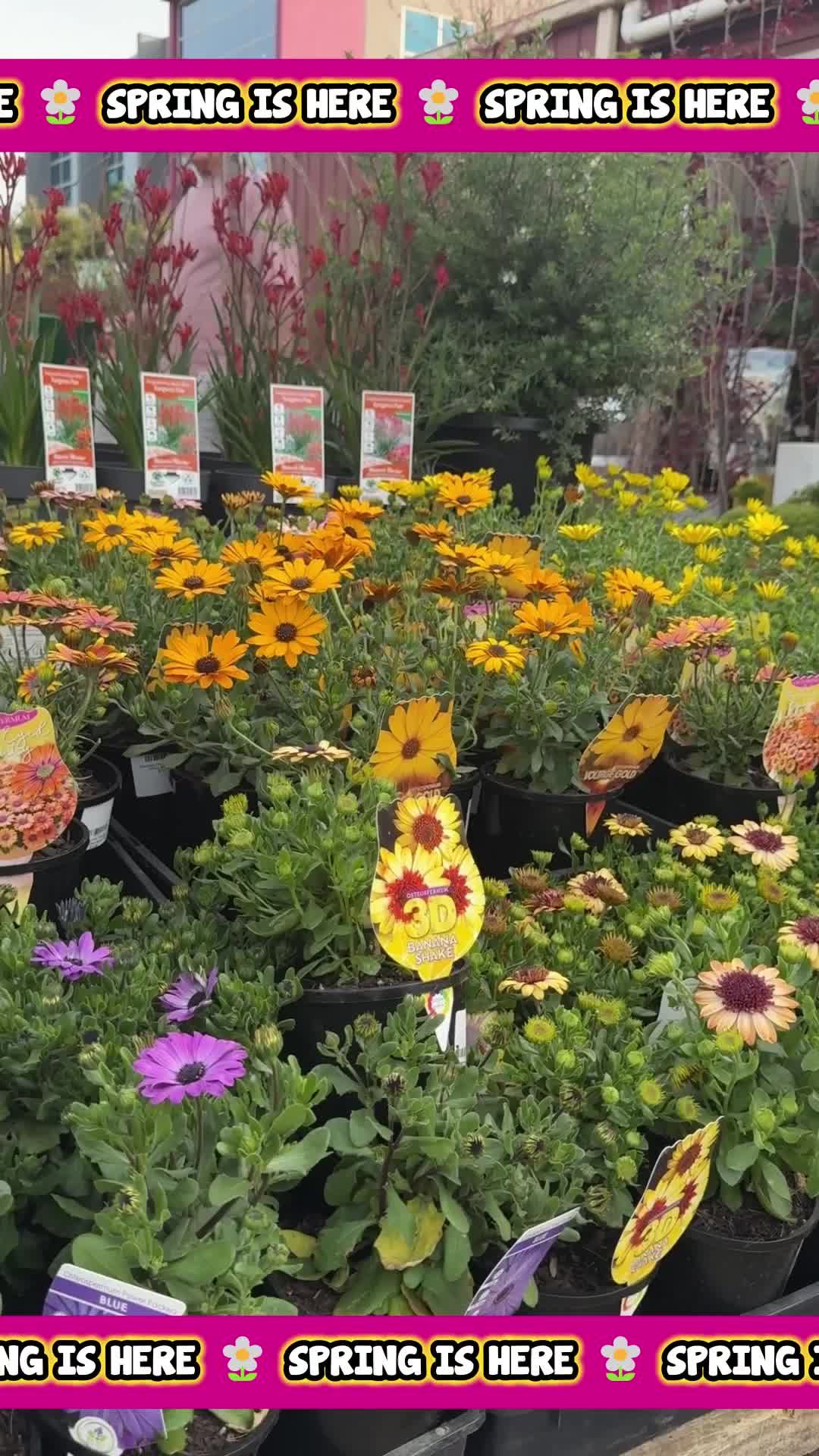 @Hello Hello Plants Nursery